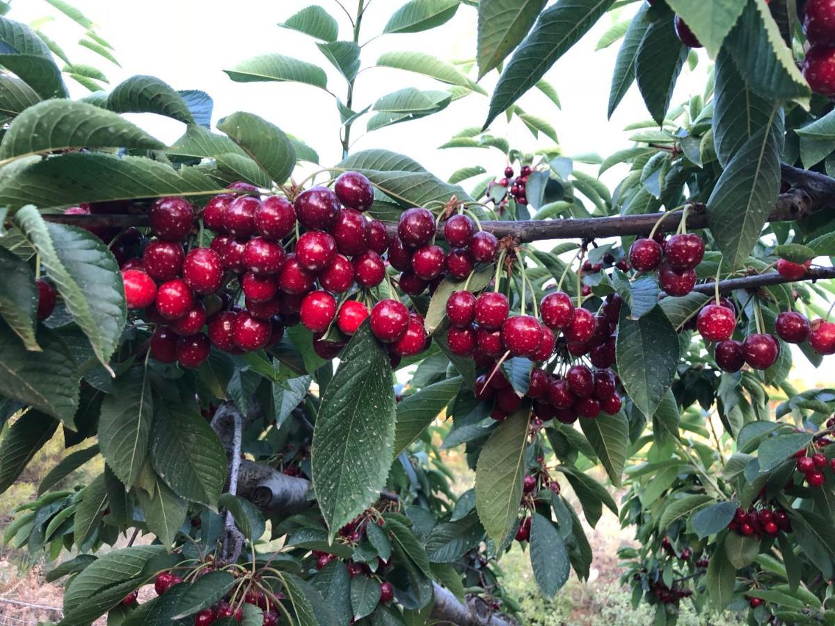 Finca La Foia El Pou Confrides Esterno foto
